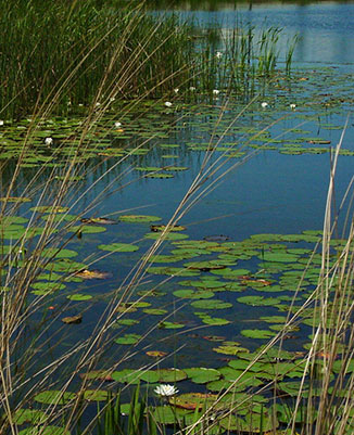 water lilys and reeds on lake
